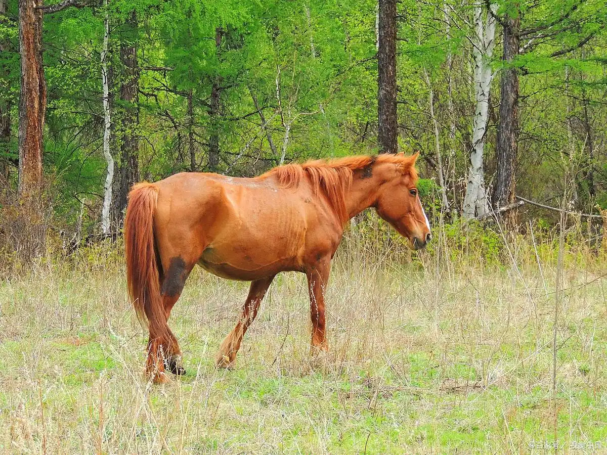 经典小小说：《老高卖马》