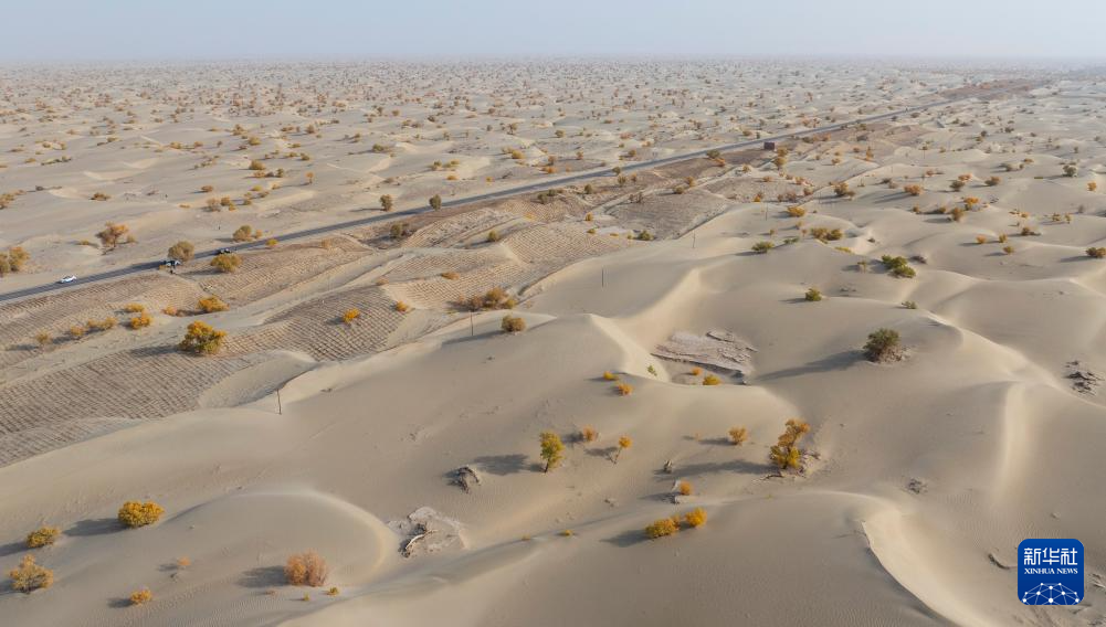 大漠胡杨-新华网
