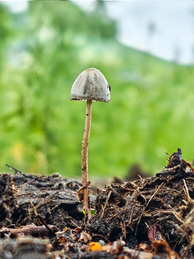 口袋里的光影课｜看见蘑菇低角度拍