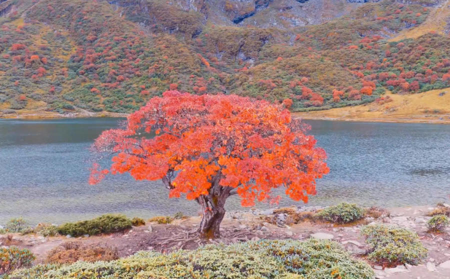 云南哈巴雪山深处 野花楸树换上红装