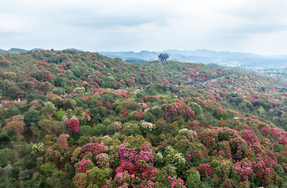 乌蒙春光正好 百里杜鹃绘就人间花海