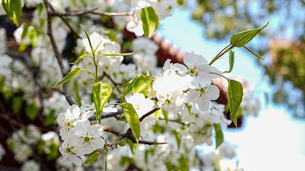 《春风引》-散文-作者：徐志强