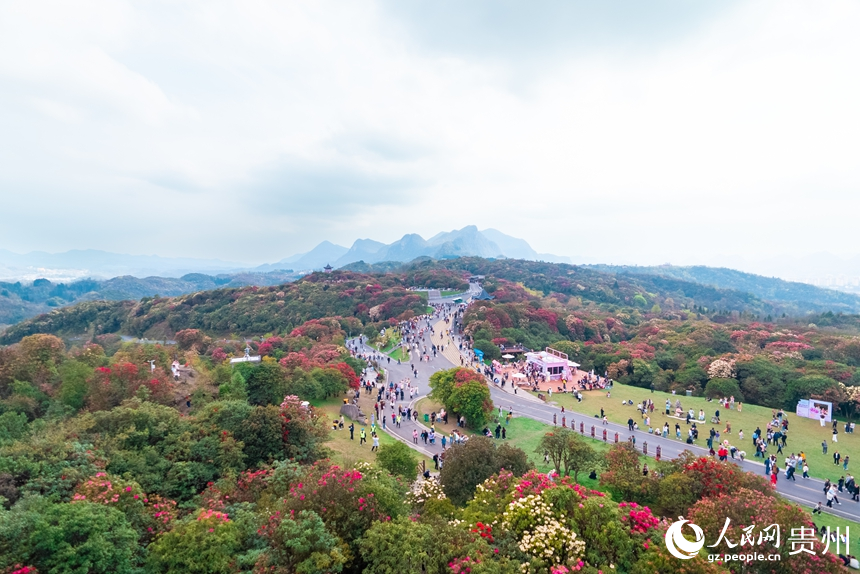 乌蒙春光正好 百里杜鹃绘就人间花海